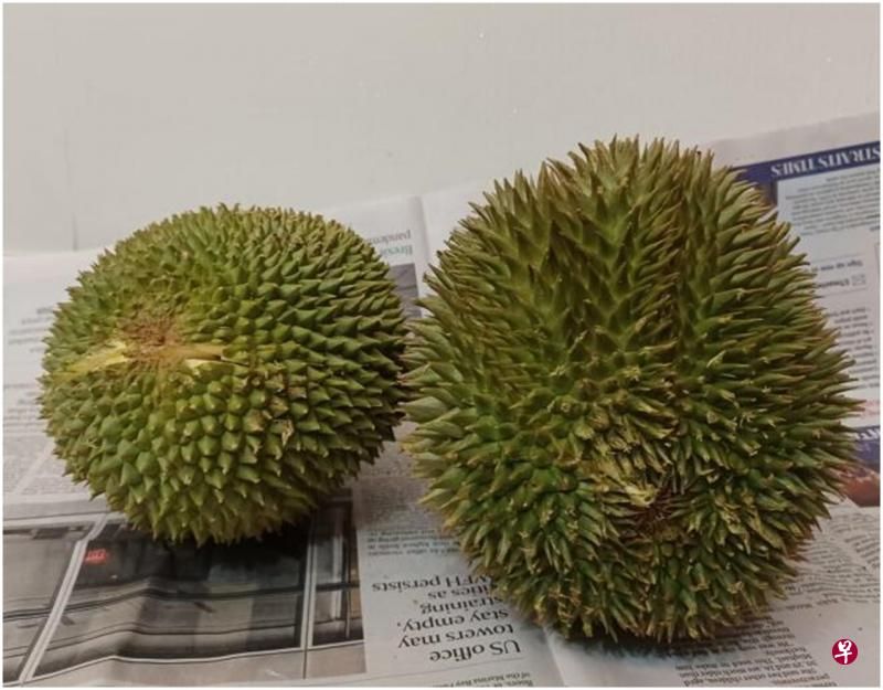 Waduh! Penjual Durian Tipu Pembeli dengan Durian Black Thorn 'Palsu'