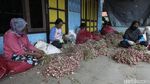 Ini Penyebab Harga Bawang Merah di Bantul Turun