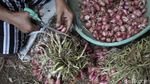Ini Penyebab Harga Bawang Merah di Bantul Turun