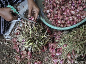 Panen Bawang Merah Kintamani Naik 41% Berkat Pupuk BUMN, Ini Rahasianya