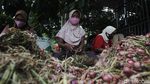Ini Penyebab Harga Bawang Merah di Bantul Turun