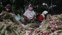 Datangnya hujan saat musim kemarau dalam sebulan terakhir menurunkan kualitas panen bawang merah.