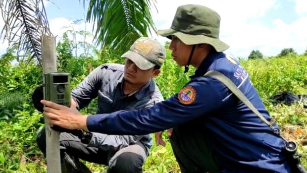 Petugas BKSDA pasang camera trap di lokasi pria tewas diterkam harimau (dok. BKSDA Riau)