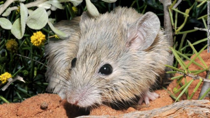 Tikus Gould