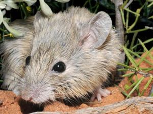 Dikira Punah 150 Tahun Lalu, Tikus Ini Kembali Ditemukan