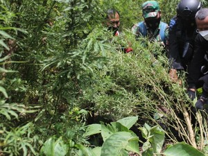 Tangkap 4 Pengedar, Bareskrim Bakar 7 Hektare Ladang Ganja di Aceh