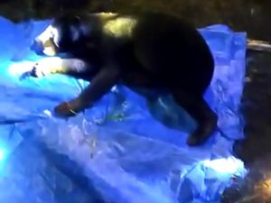 Bikin Resah-Makan Ternak Warga, Beruang Madu Ditangkap BKSDA Jambi