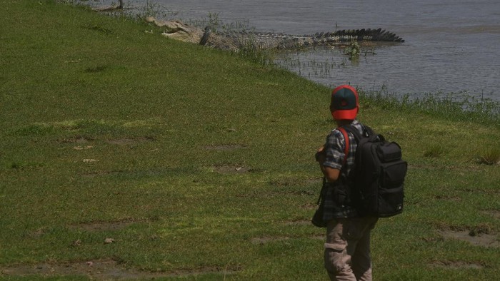 BUAYA BERKALUNG BAN KEMBALI TERLIHAT DI SUNGAI PALU Seekor buaya liar yang terjerat ban bekas sepeda motor menampakkan diri di sekitar sungai di Palu, Sulawesi Tengah, Kamis (1/7/2021). Buaya yang telah lima tahun terjerat ban dan proses penyelamatannya terhenti akibat pandemi COVID-19 tersebut kembali menampakkan diri dengan kondisi tubuh terlihat lebih besar dan dikhawatirkan ban yang menjeratnya semakin menjepit. ANTARA FOTO/Mohamad Hamzah/aww.