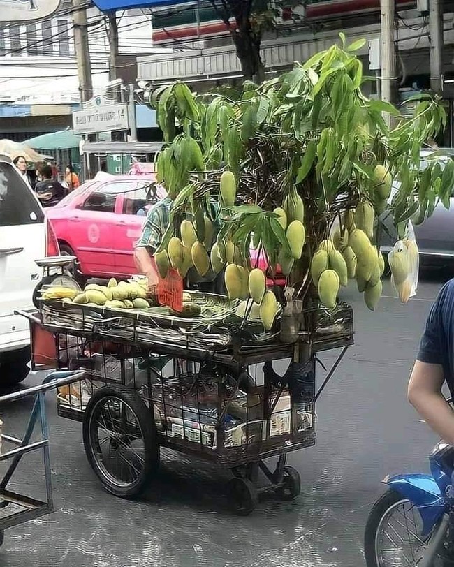 Benar-benar definisi totalitas tanpa batas. Nggak tanggung-tanggu, pedagang yang satu ini sampai bawa pohon-pohonnya sekalian. Mungkin biar terlihat lebih segar kali ya? Foto: 1cak.com