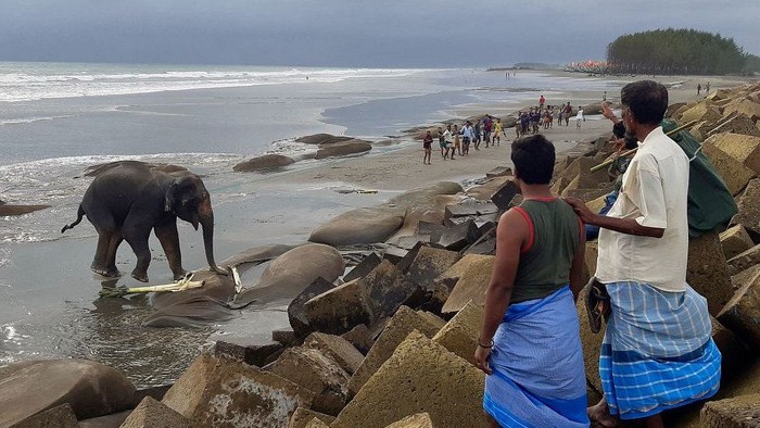 Gajah di Bangladesh