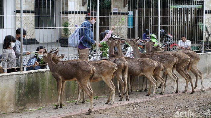 Di tengah pandemi Corona, sejumlah warga masih nekat memberi makan rusa di halaman depan Taman Balekambang yang sudah ditutup.