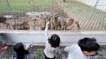 Meski Ditutup, Warga Nekat Memberi Makan Rusa di Taman Balekambang