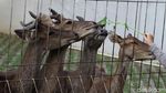 Meski Ditutup, Warga Nekat Memberi Makan Rusa di Taman Balekambang