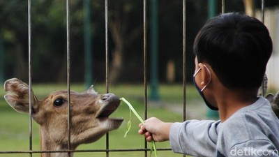 Meski Ditutup, Warga Nekat Memberi Makan Rusa di Taman Balekambang