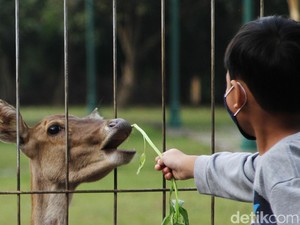 Viral Rusa Sriwedari Lepas lalu Lari di Jalanan, Disbudpar Solo: Video Lama