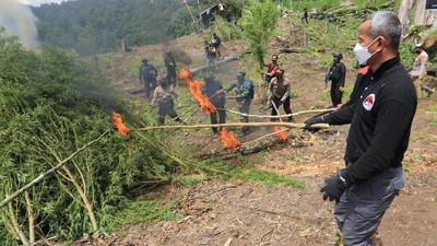 Polri Musnahkan Ladang Ganja Di Nagan Raya