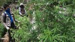 Polri Musnahkan Ladang Ganja Di Nagan Raya