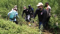  Wadir Tipid Narkoba Bareskrim Polri Kombes Pol Jayadi (kanan) bersama tim gabungan dan masyarakat membakar tanaman ganja di kawasan Gunung Leuser, Beutong, Nagan Raya, Aceh, Rabu (30/6/2021). 