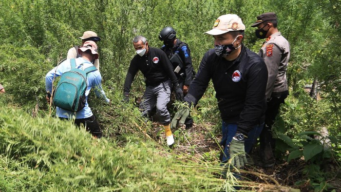 Tim Direktorat Tindak Pidana Narkoba Bareskrim Polri dibantu masyarakat mencabut tanaman ganja di kawasan Gunung Leuser, Beutong, Nagan Raya, Aceh, Rabu (30/6/2021). Berdasarkan pengembangan kasus sindikat narkoba jaringan nasional Aceh, Medan, Palembang, Bogor dan Jakarta, Direktorat Tindak Pidana Narkoba Bareskrim Polri bersama tim gabungan berhasil menemukan dan memusnahkan tujuh hektare ladang ganja siap panen di kawasan Gunung Leuser Kabupaten setempat serta mengamankan empat orang tersangka. ANTARA FOTO/Syifa Yulinnas/wsj.