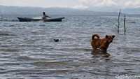 Tim detikcom kali ini berkesempatan untuk melihat keindahan panorama Danau Toba tersebut secara langsung. Di sela-sela kegiatan Jelajah Tambang, kami diajak oleh tim dari PT Indonesia Asahan Aluminium untuk mendatangi salah satu desa yang berada di sisi selatan dari Danau Toba.