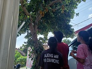 Geger Pohon Nangka Berbuah Mirip Durian di Ponorogo