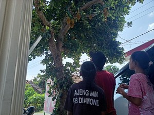 Geger Pohon Nangka Berbuah Mirip Durian di Ponorogo