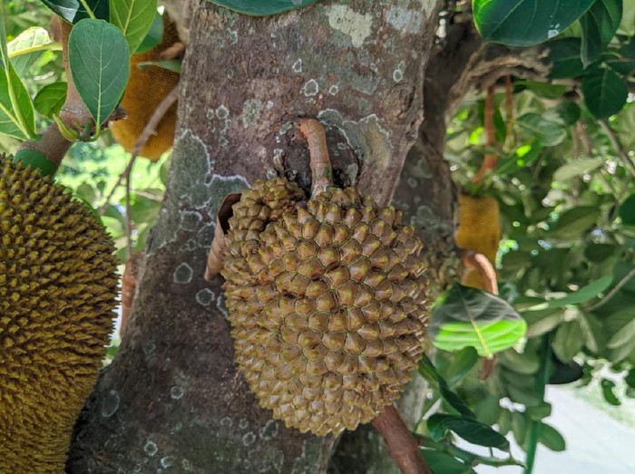 Pohon Nangka Tumbuh Buah Durian