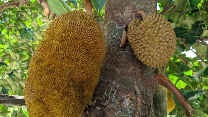 Pohon Nangka Tumbuh Buah Durian