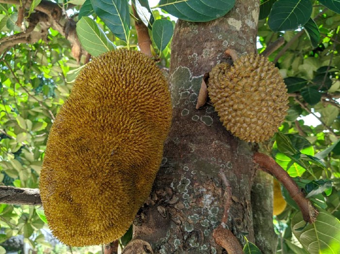 Pohon Nangka Tumbuh Buah Durian