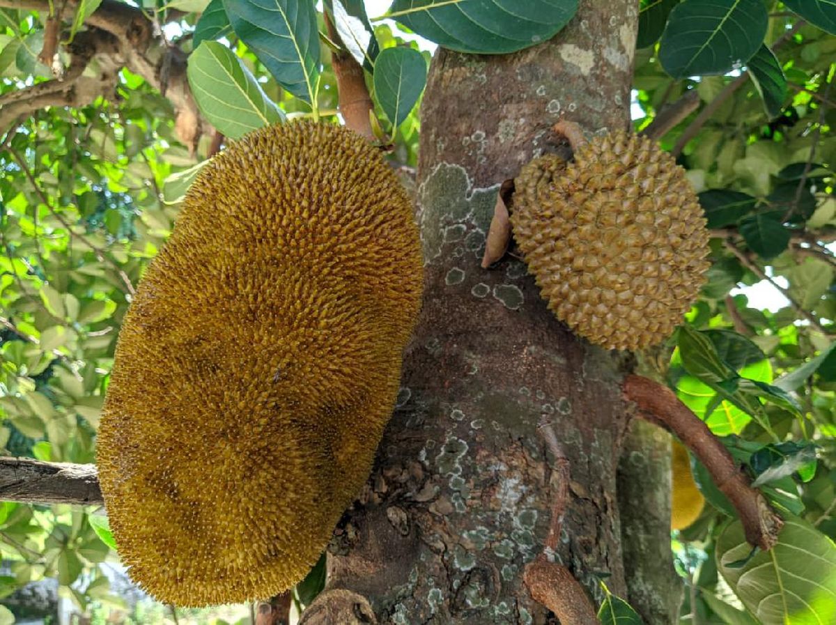 Cerita Sunda Bodor Dongeng Si Kabayan Ngala Nangka