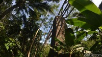Keberadaan jembatan KA yang juga dikenal dengan nama jembatan Cipamotan itu bisa menjadi wisata alternatif atau wisata tambahan sebelum menuju pantai Pangandaran.