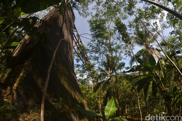 Jembatan ini membentang sejauh 310 meter, menghubungkan dua bukit dan membawahi lembah sedalam 38 meter. Melihat jembatan ini imajinasi melayang, membayangkan ketika kereta melintas jembatan penumpang akan disuguhi pemandangan indah. Jembatan ini membentang sejauh 310 meter, menghubungkan dua bukit dan membawahi lembah sedalam 38 meter. Melihat jembatan ini imajinasi melayang, membayangkan ketika kereta melintas jembatan penumpang akan disuguhi pemandangan indah.