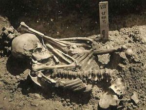 Ini Korban Serangan Hiu Tertua, Usianya 3.000 Tahun