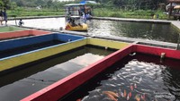bebek air dan kolam ikan
