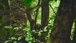 Foto: Hutan Khusus Berburu Pokemon di Jepang