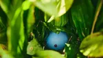 Foto: Hutan Khusus Berburu Pokemon di Jepang