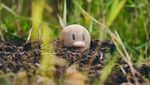 Foto: Hutan Khusus Berburu Pokemon di Jepang