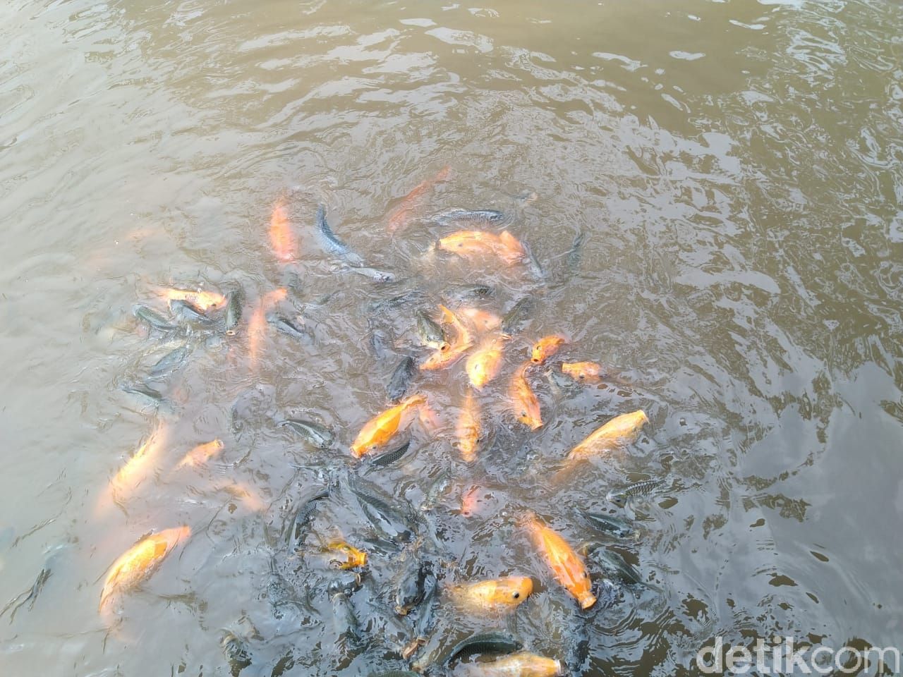 Warung Bambu : Asyiknya Ngaliwet Komplet Sambil Mancing Ikan Sendiri