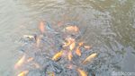 Seru! Bersantap Nasi Liwet di Saung Tradisional Sambil Mancing Ikan