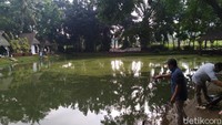 Di area ini ada banyak kolam pancing yang berisi aneka ikan mulai dari ikan lele, bawal, mas hingga gurame. Semua ikan ini bisa dipancing oleh pengunjung. Nantinya hasil tangkapan boleh dibawa pulang atau dimasak setelah ditimbang dan membayar. Foto: detikFood/Devi S. Lestari