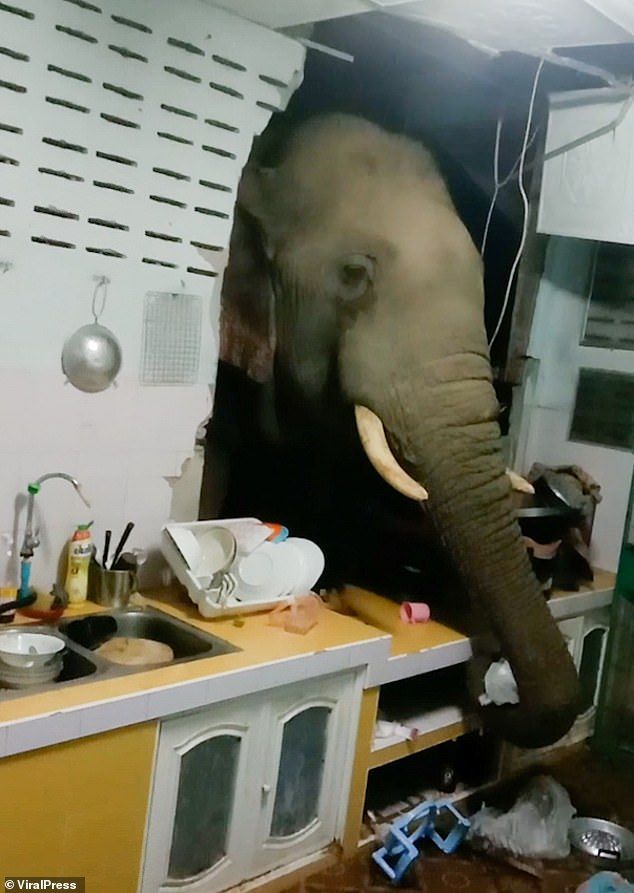 Duh! Sering Curi Makanan, Gajah Ini Hobi Bobol Dapur Rumah Warga