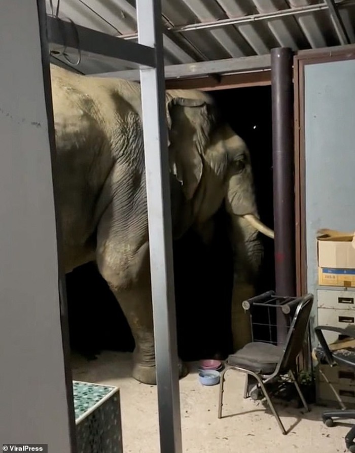 Duh! Sering Curi Makanan, Gajah Ini Hobi Bobol Dapur Rumah Warga Duh! Sering Curi Makanan, Gajah Ini Hobi Bobol Dapur Rumah Warga