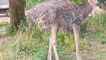 Spesies baru rusa? Foto: dok reddit/confusing_perspective