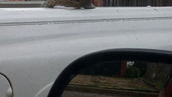 Tupai raksasa. Foto: dok reddit/confusing_perspective