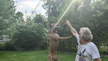 Anjingnya setinggi sang pemilik. Foto: dok reddit/confusing_perspective