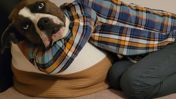 Anjing berbadan manusia. Foto: dok reddit/confusing_perspective