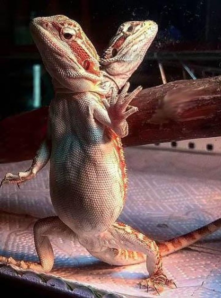 Foto menipu mata foto menipu mata