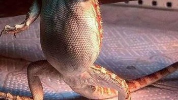 Kadal dengan dua kepala. Foto: dok reddit/confusing_perspective