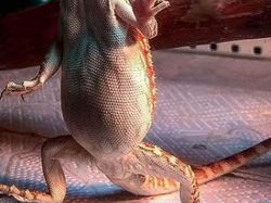 Bukti Angle Foto Bisa Bikin Mata Tertipu