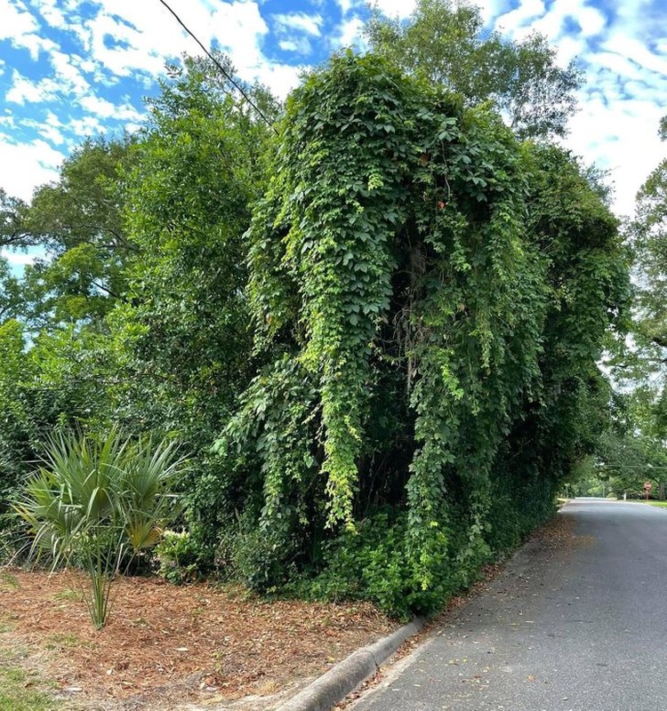 foto menipu mata